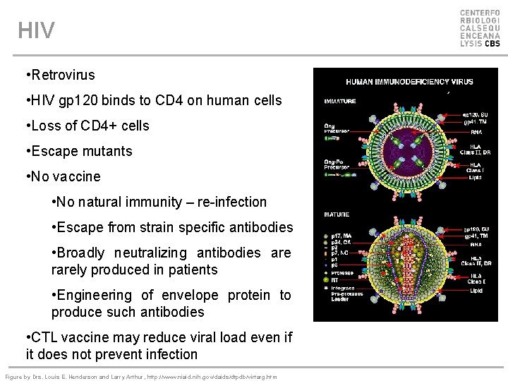 HIV • Retrovirus • HIV gp 120 binds to CD 4 on human cells