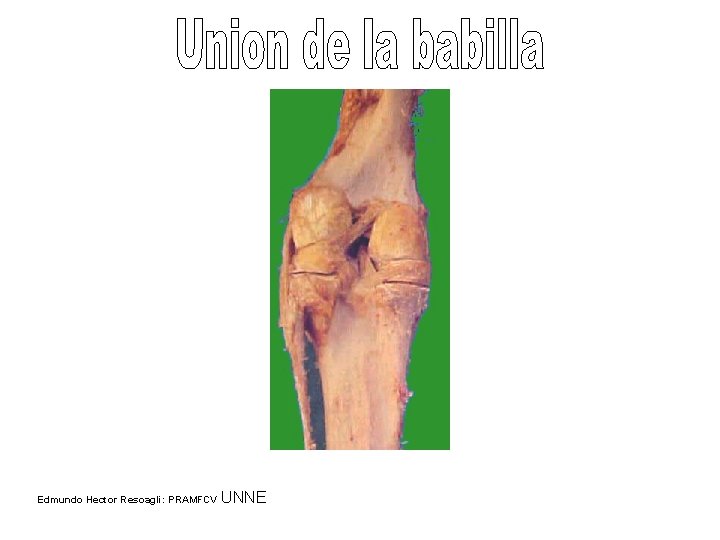 Edmundo Hector Resoagli: PRAMFCV UNNE 