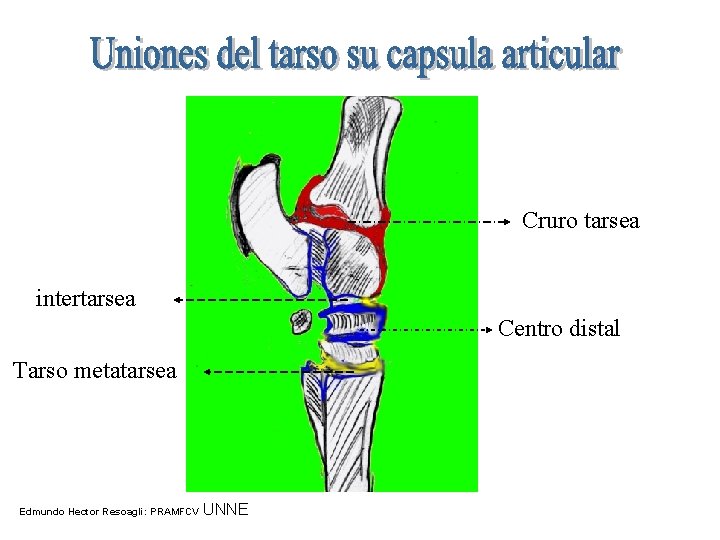 Cruro tarsea intertarsea Centro distal Tarso metatarsea Edmundo Hector Resoagli: PRAMFCV UNNE 