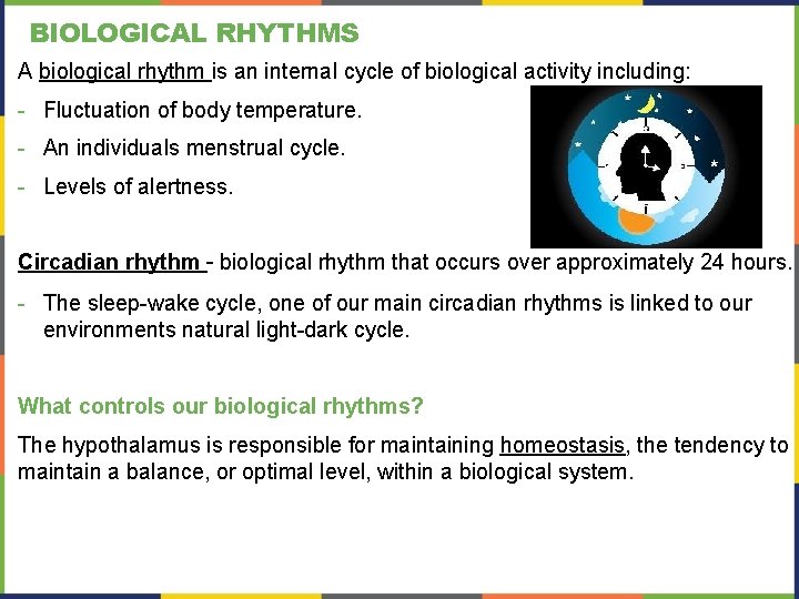 BIOLOGICAL RHYTHMS A biological rhythm is an internal cycle of biological activity including: -