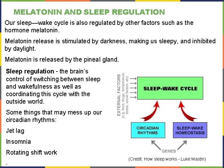 MELATONIN AND SLEEP REGULATION Our sleep—wake cycle is also regulated by other factors such