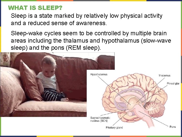 WHAT IS SLEEP? Sleep is a state marked by relatively low physical activity and