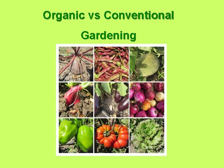 Organic vs Conventional Gardening 