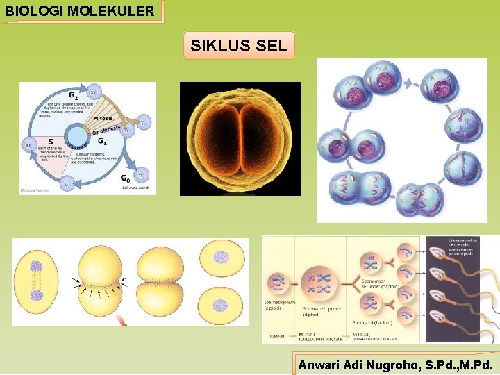 BIOLOGI MOLEKULER SIKLUS SEL Anwari Adi Nugroho, S. Pd. , M. Pd. 