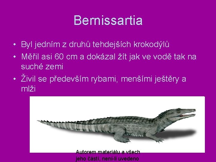 Bernissartia • Byl jedním z druhů tehdejších krokodýlů • Měřil asi 60 cm a