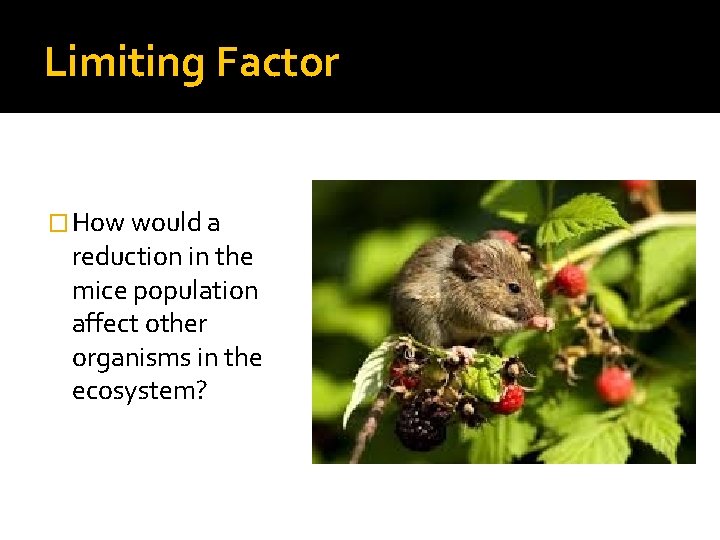 Limiting Factor � How would a reduction in the mice population affect other organisms