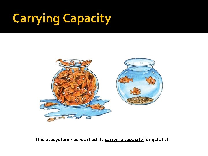 Carrying Capacity This ecosystem has reached its carrying capacity for goldfish 