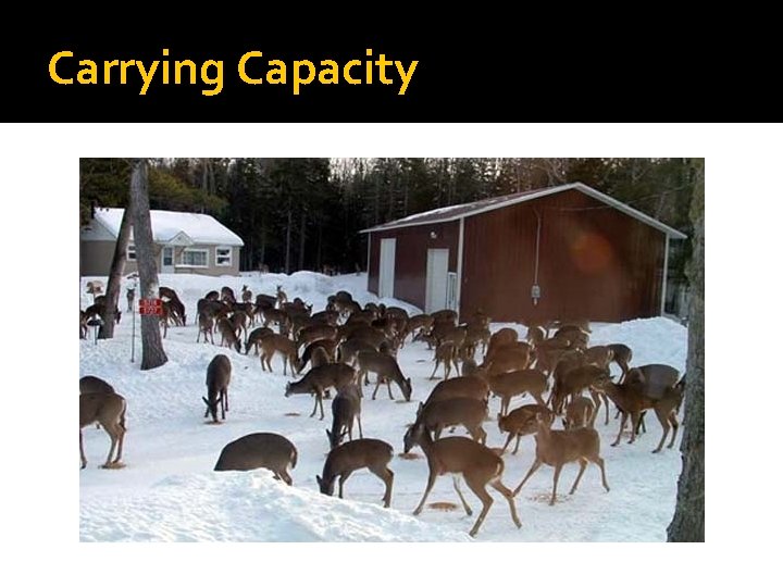 Carrying Capacity 