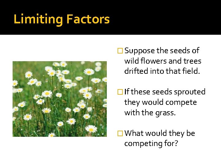 Limiting Factors � Suppose the seeds of wild flowers and trees drifted into that