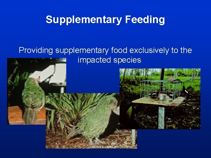 Supplementary Feeding Providing supplementary food exclusively to the impacted species Module 9 – Mitigation