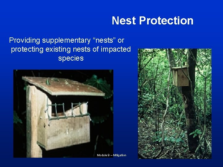 Nest Protection Providing supplementary “nests” or protecting existing nests of impacted species Module 9