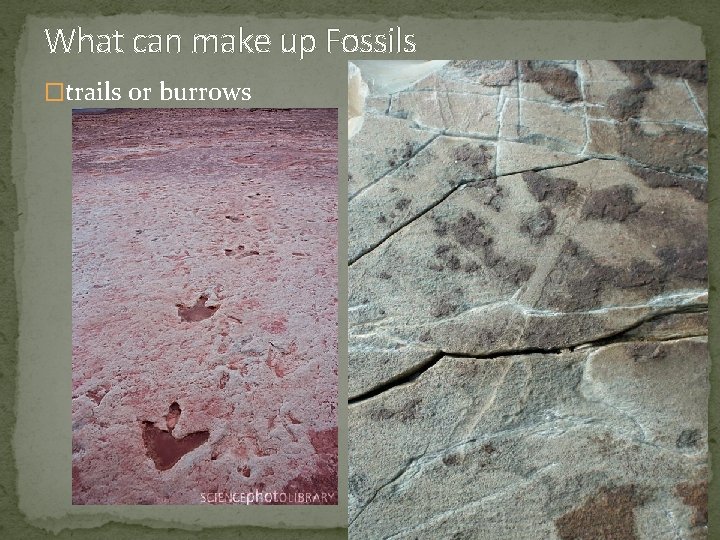 The Changing Earth Dem bones The Fossil Record