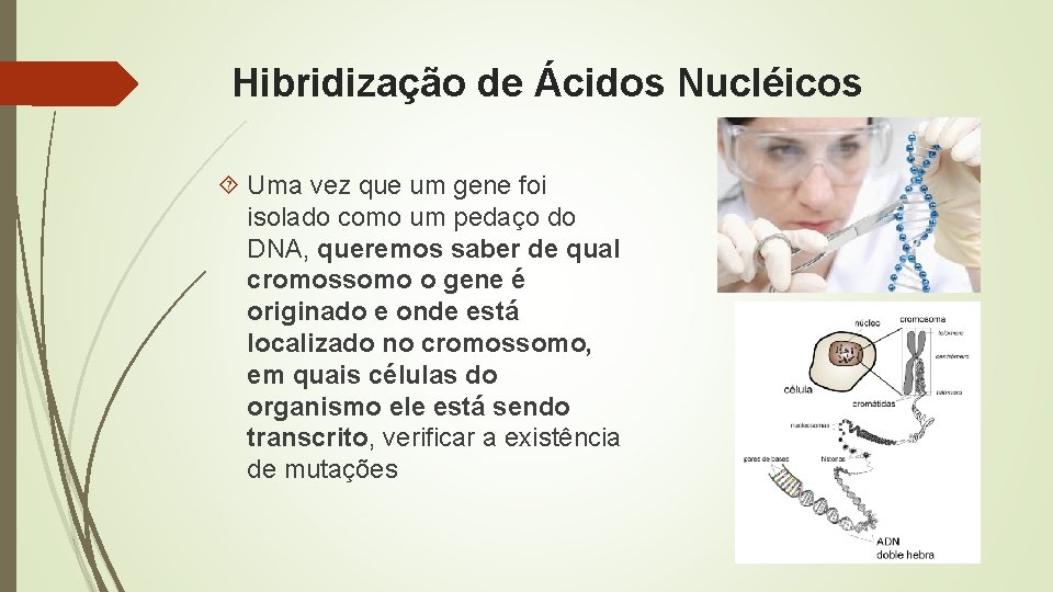 Hibridização de Ácidos Nucléicos Uma vez que um gene foi isolado como um pedaço