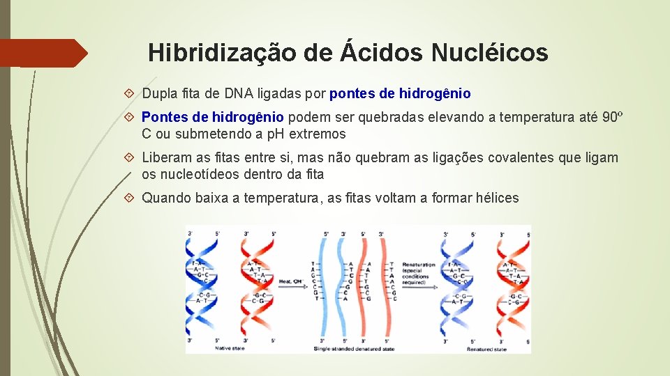 Hibridização de Ácidos Nucléicos Dupla fita de DNA ligadas por pontes de hidrogênio Pontes