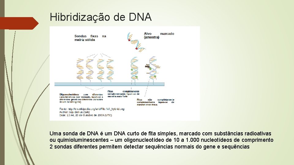 Hibridização de DNA Uma sonda de DNA é um DNA curto de fita simples,