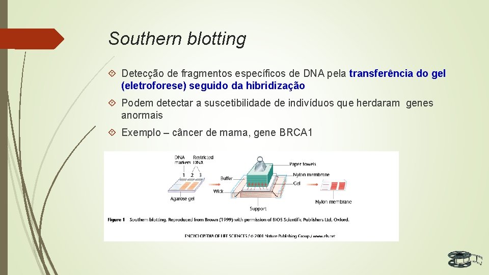 Southern blotting Detecção de fragmentos específicos de DNA pela transferência do gel (eletroforese) seguido