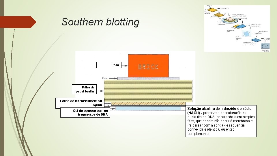 Southern blotting Peso Pilha de papel toalha Folha de nitrocelulose ou nylon Gel de