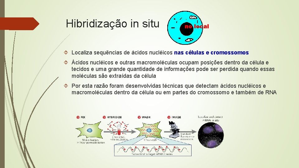 Hibridização in situ no local Localiza sequências de ácidos nucléicos nas células e cromossomos