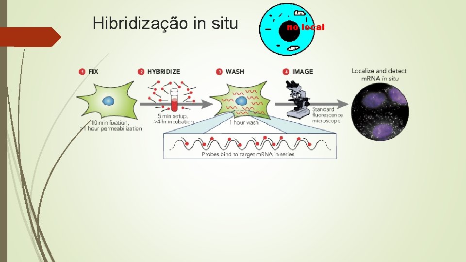 Hibridização in situ no local 