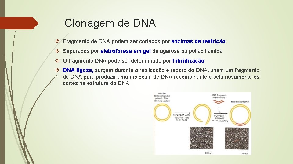 Clonagem de DNA Fragmento de DNA podem ser cortados por enzimas de restrição Separados
