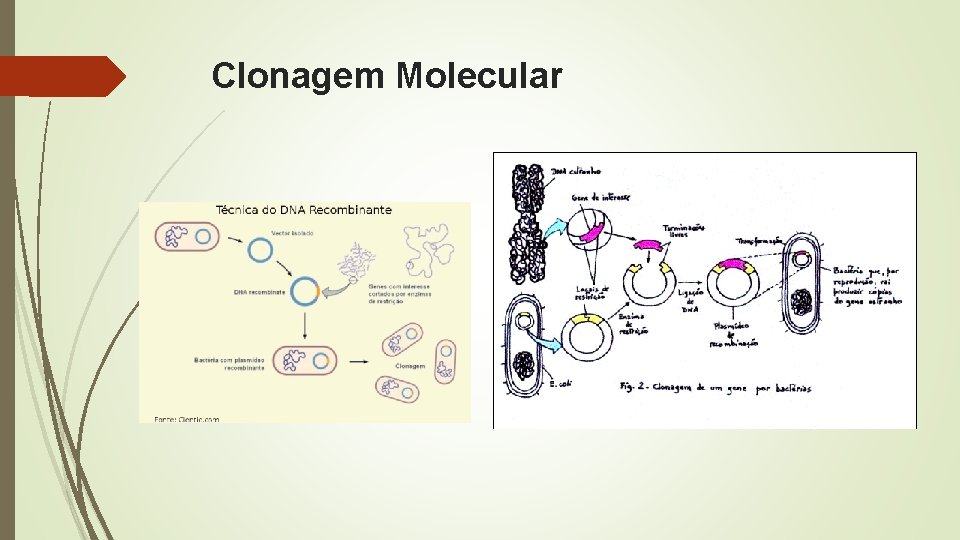 Clonagem Molecular 
