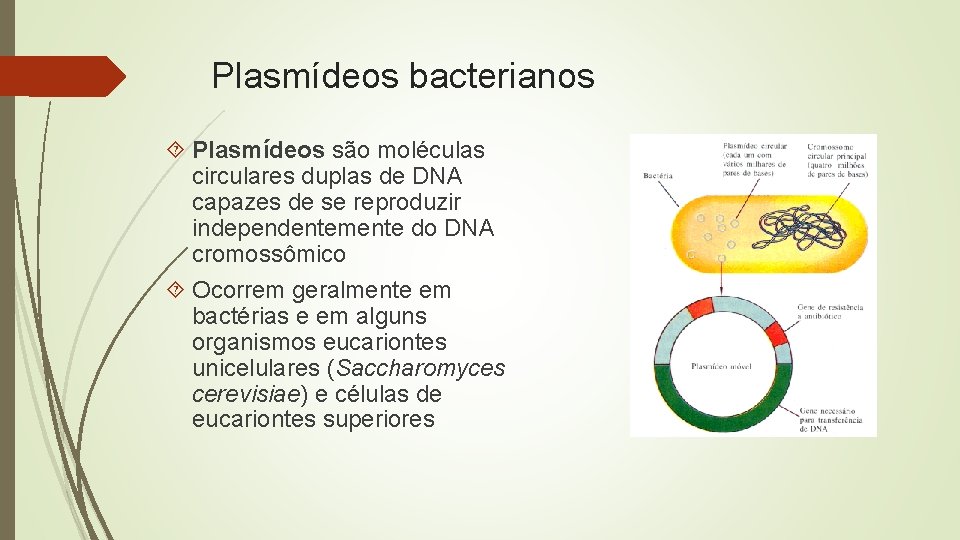 Plasmídeos bacterianos Plasmídeos são moléculas circulares duplas de DNA capazes de se reproduzir independentemente