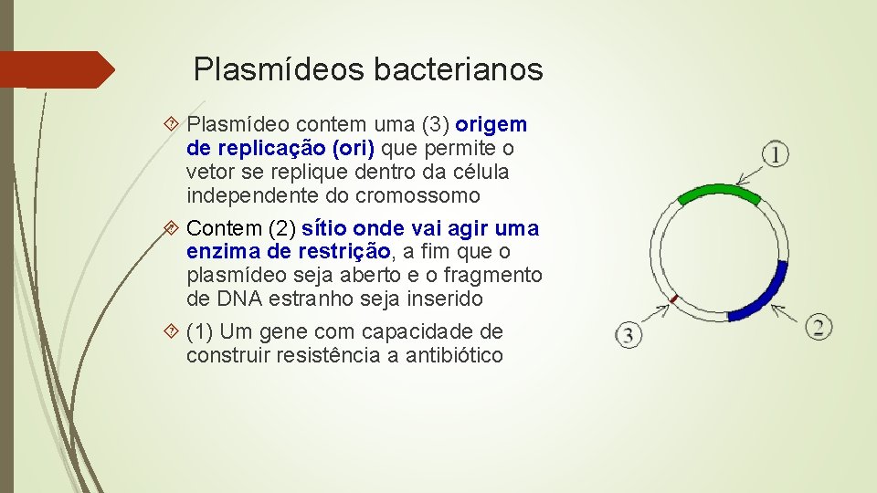 Plasmídeos bacterianos Plasmídeo contem uma (3) origem de replicação (ori) que permite o vetor