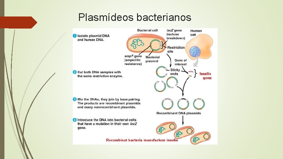 Plasmídeos bacterianos 