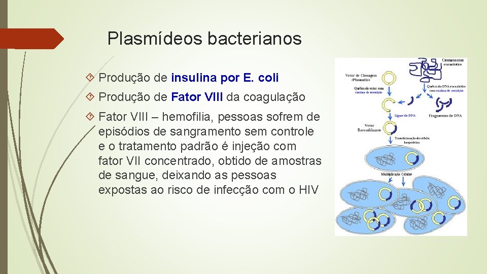 Plasmídeos bacterianos Produção de insulina por E. coli Produção de Fator VIII da coagulação