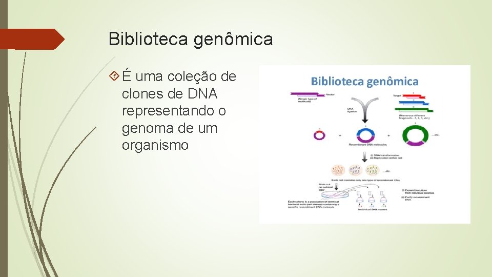Biblioteca genômica É uma coleção de clones de DNA representando o genoma de um