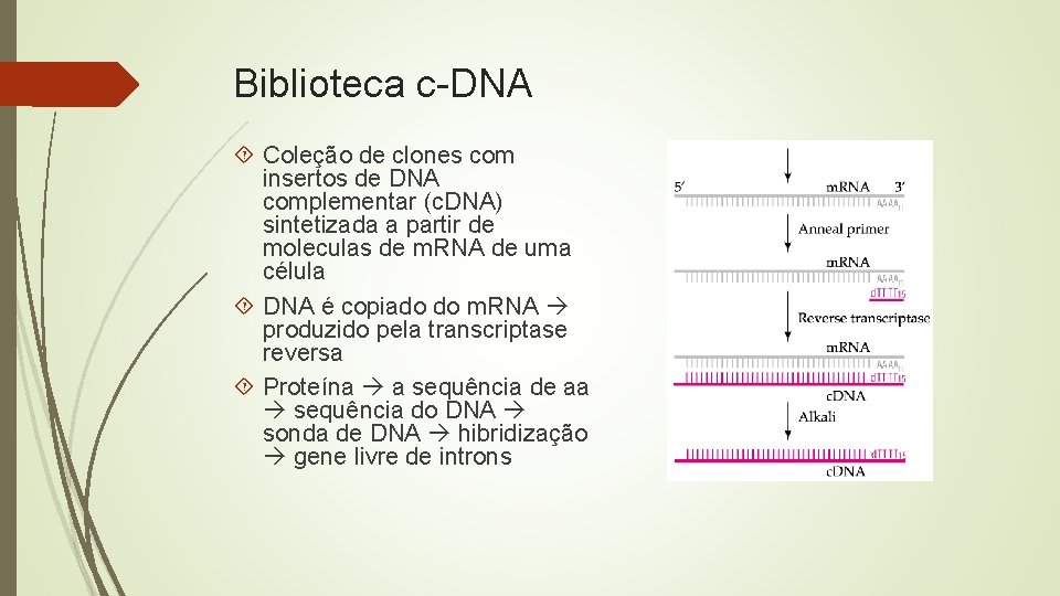 Biblioteca c-DNA Coleção de clones com insertos de DNA complementar (c. DNA) sintetizada a