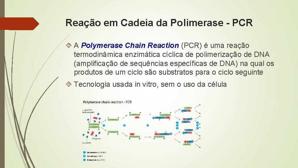Reação em Cadeia da Polimerase - PCR A Polymerase Chain Reaction (PCR) é uma