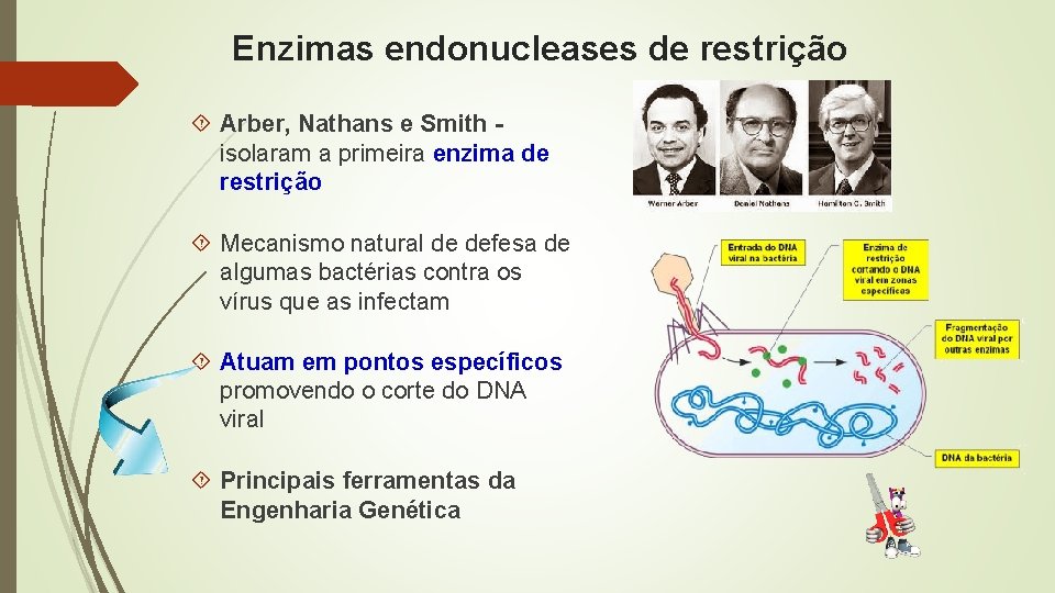 Enzimas endonucleases de restrição Arber, Nathans e Smith isolaram a primeira enzima de restrição