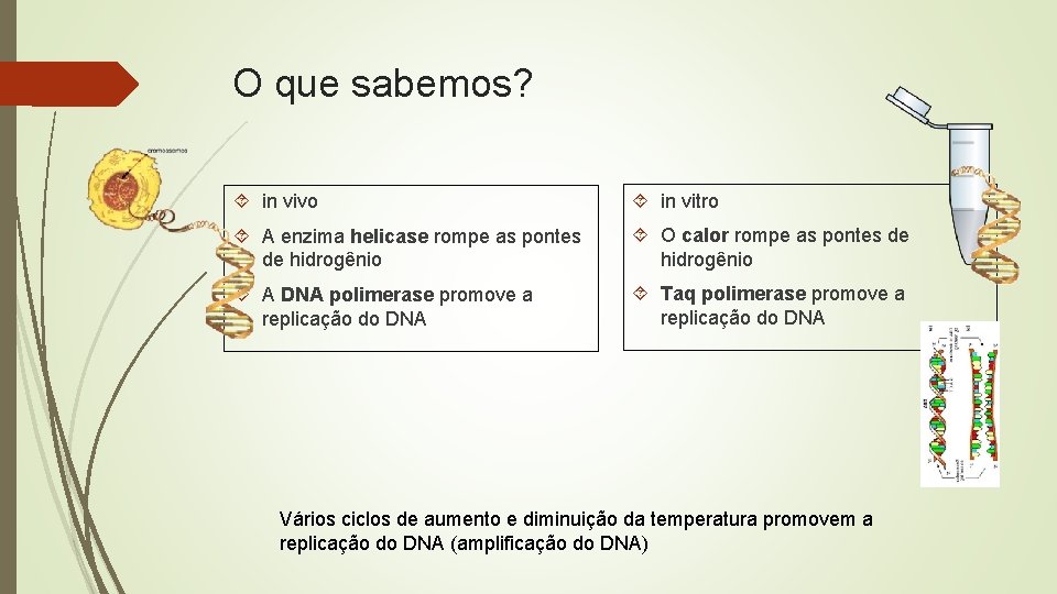 O que sabemos? in vivo in vitro A enzima helicase rompe as pontes de