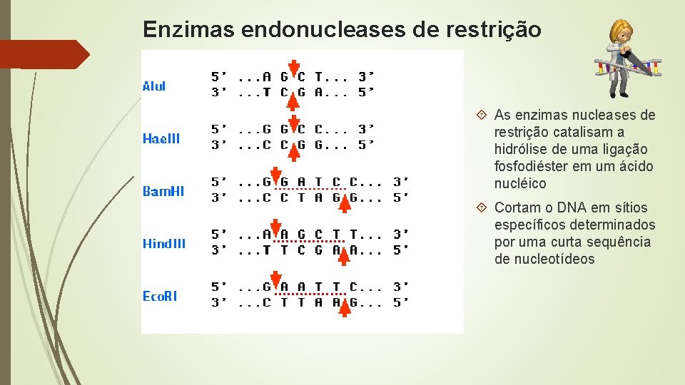 Enzimas endonucleases de restrição As enzimas nucleases de restrição catalisam a hidrólise de uma