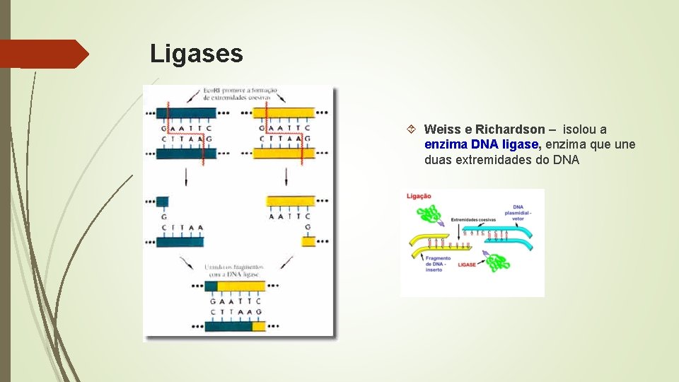Ligases Weiss e Richardson – isolou a enzima DNA ligase, enzima que une duas