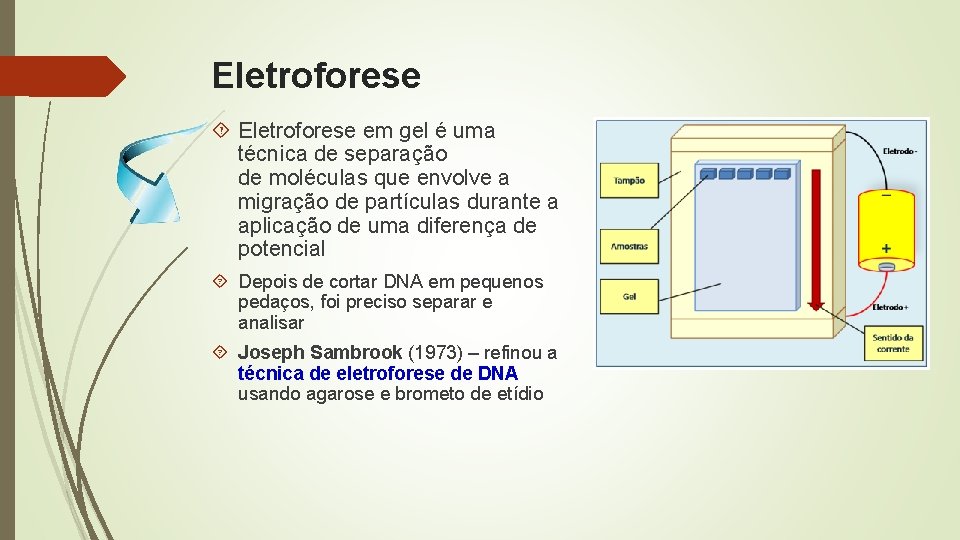 Eletroforese em gel é uma técnica de separação de moléculas que envolve a migração