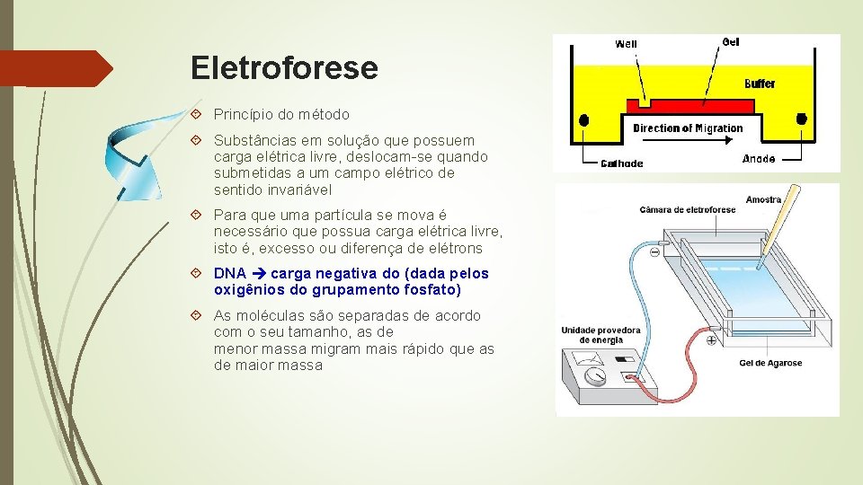 Eletroforese Princípio do método Substâncias em solução que possuem carga elétrica livre, deslocam-se quando