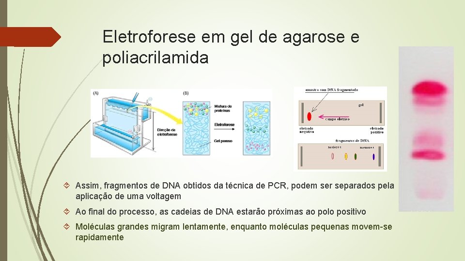 Eletroforese em gel de agarose e poliacrilamida Assim, fragmentos de DNA obtidos da técnica