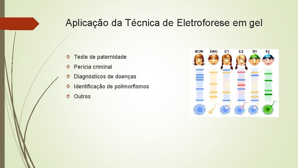 Aplicação da Técnica de Eletroforese em gel Teste de paternidade Perícia criminal Diagnósticos de