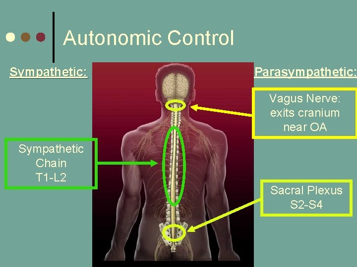 Autonomic Control Sympathetic: Parasympathetic: Vagus Nerve: exits cranium near OA Sympathetic Chain T 1 Autonomic Control Sympathetic: Parasympathetic: Vagus Nerve: exits cranium near OA Sympathetic Chain T 1