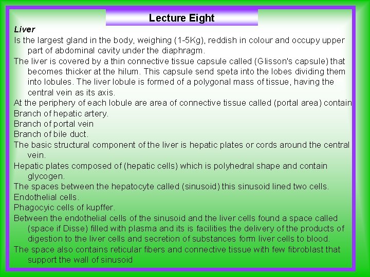 Lecture Eight Liver Is the largest gland in the body, weighing (1 -5 Kg),