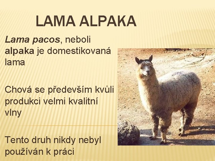 LAMA ALPAKA Lama pacos, neboli alpaka je domestikovaná lama Chová se především kvůli produkci