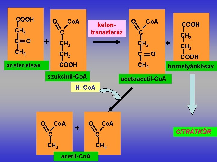 COOH O CH 2 C Co. A C + O ketontranszferáz O Co. A
