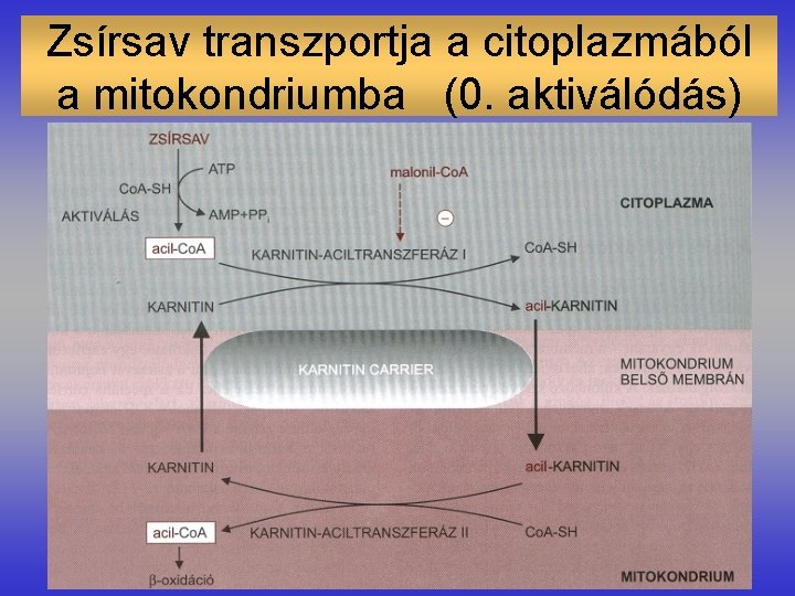 Zsírsav transzportja a citoplazmából a mitokondriumba (0. aktiválódás) 