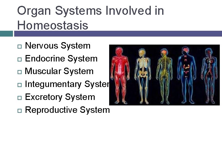 Control Systems In The Body HOMEOSTASIS MAINTAINING AN INTERNAL BALANCE SBI 4 U