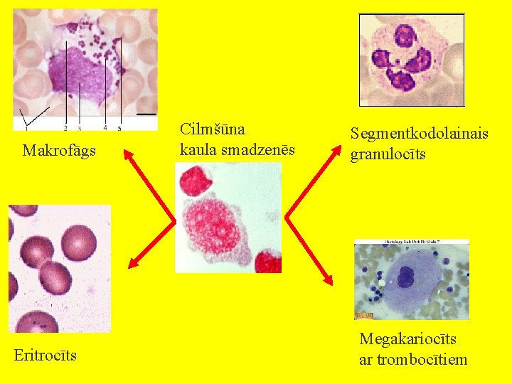 Makrofāgs Eritrocīts Cilmšūna kaula smadzenēs Segmentkodolainais granulocīts Megakariocīts ar trombocītiem 