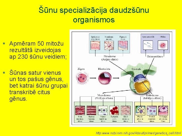 Šūnu specializācija daudzšūnu organismos § Apmēram 50 mitožu rezultātā izveidojas ap 230 šūnu veidiem;