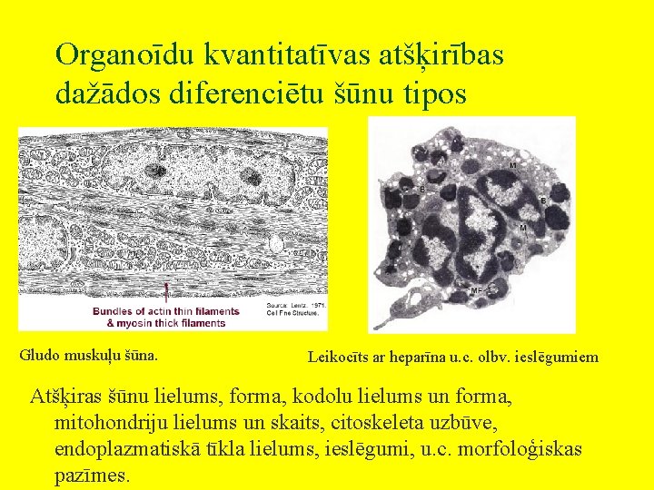 Organoīdu kvantitatīvas atšķirības dažādos diferenciētu šūnu tipos Gludo muskuļu šūna. Leikocīts ar heparīna u.