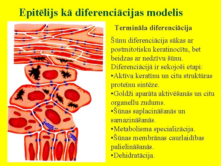 Epitēlijs kā diferenciācijas modelis Termināla diferenciācija Šūnu diferenciācija sākas ar postmitotisku keratinocītu, bet beidzas